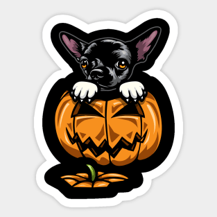 Halloween Chihuahua Pumpkin Sticker